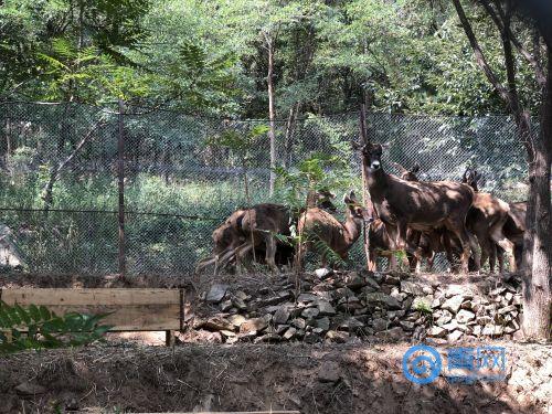 掌上动物园下载，移动时代的动物世界探索之旅