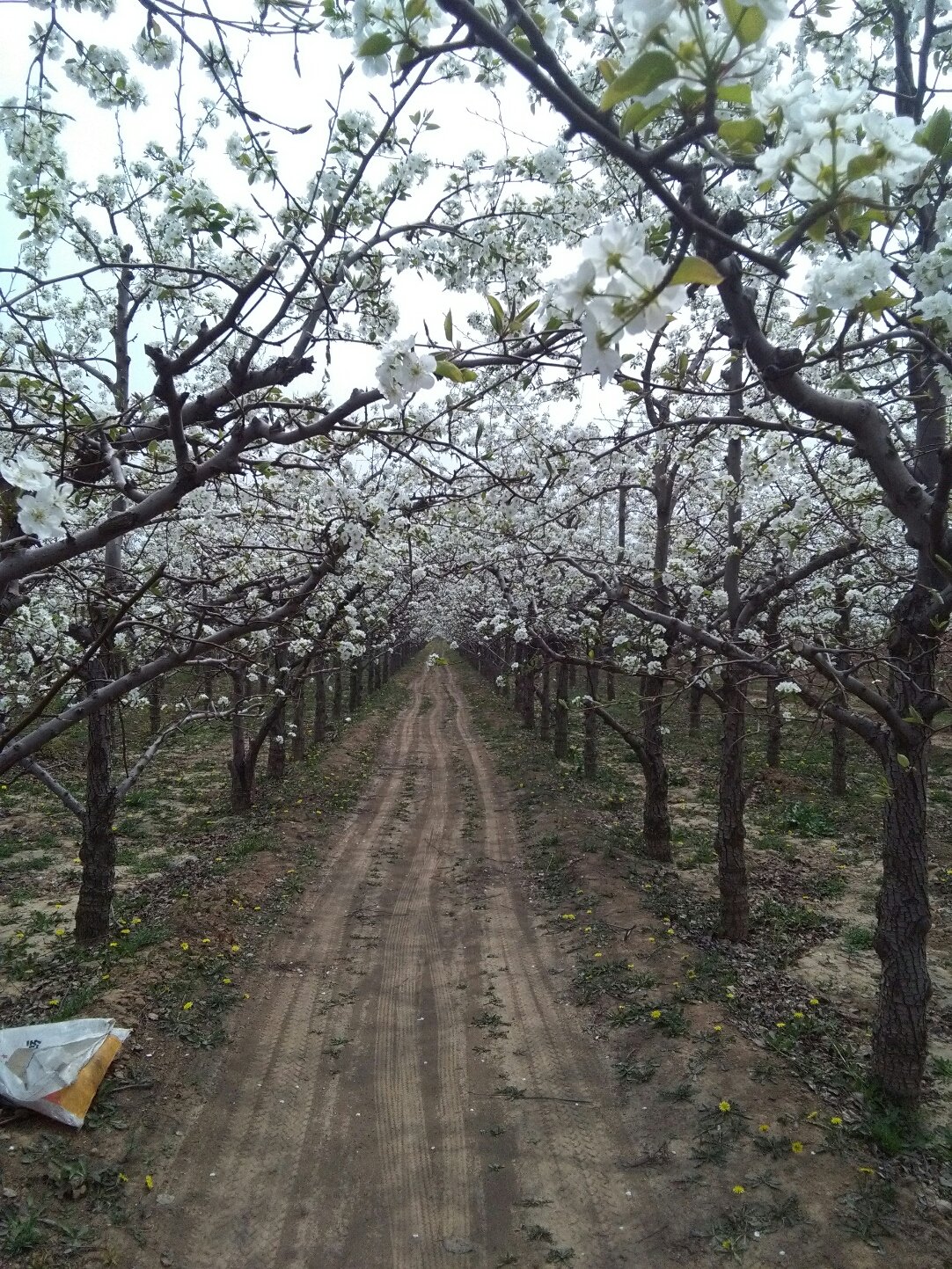 临猗县嵋阳镇最新天气预报通知