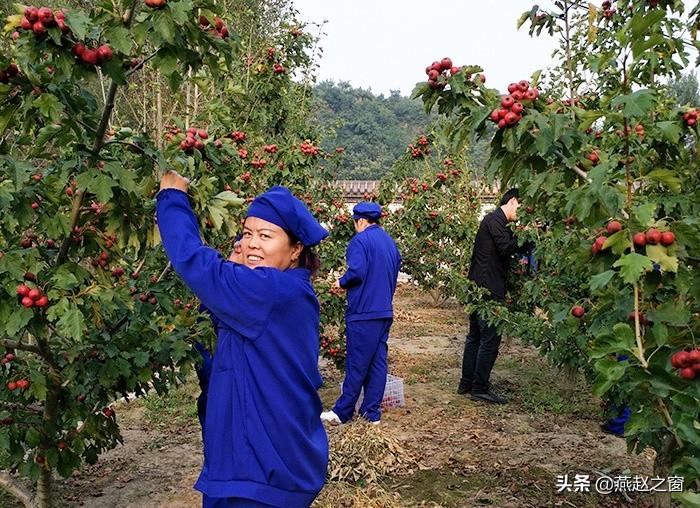 鹰手营子矿区政务服务局招聘信息与数据分析概览