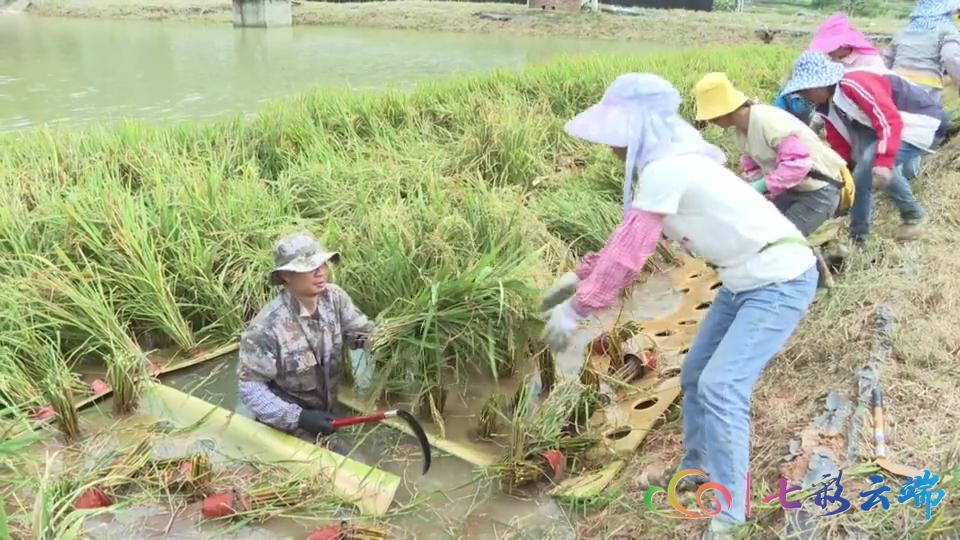 西双版纳傣族自治州市农业局推动农业现代化助力乡村振兴战略实施