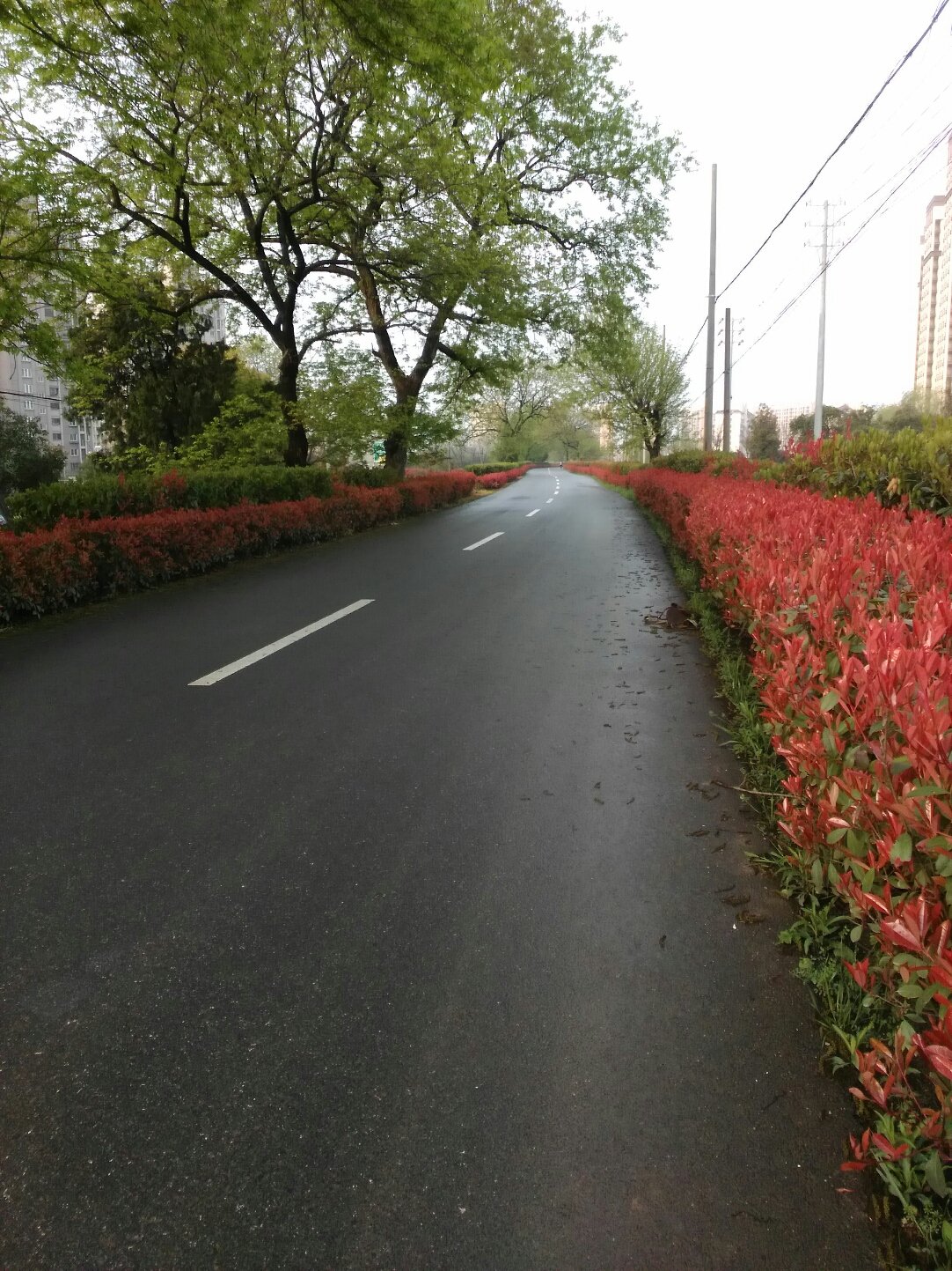 马群街道天气预报最新详解